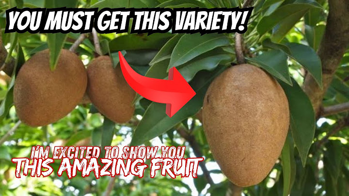 A New Variety of Sapodilla Fruit I'm In Love With