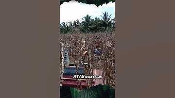 Pemakaman Jadi Kebun Jagung #petani #jagung #panen #viralvideo
