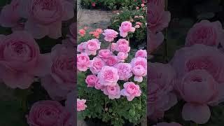 Beautiful Roses 🥀 #Pinkrose #Flowers #Shorts #Viral #Viralvideo
