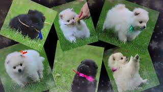 SUPER CUTE TOYPOM PUPPIES PLAYING.