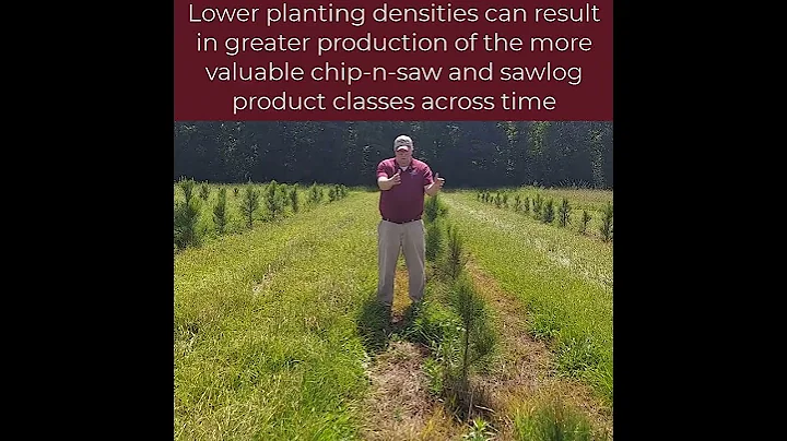 Planting Loblolly Pine Using Wider Rows Can Reduce Reforestation Costs
