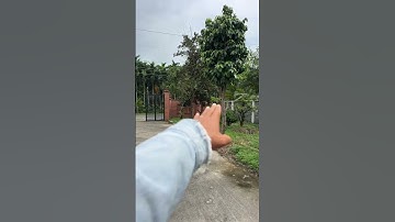 Nhà vườn nghĩ dưỡng 2070mv mặt tiền đường nhựa thông gần biển giá 6ty #bbds #batdongsan