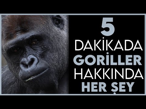 5 Dakikada Goriller Hakkında Her Şey