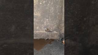 1973 Volkswagen super beetle. Is this a big problem