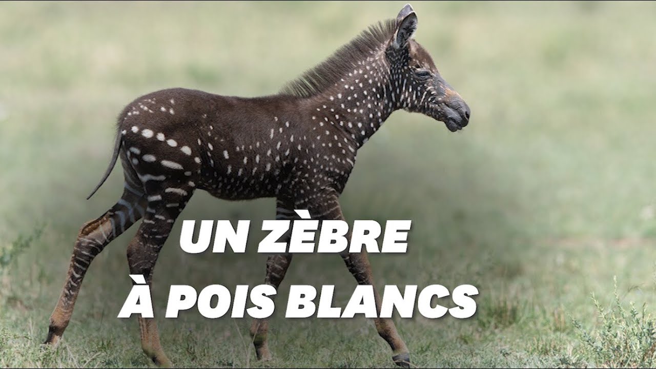 Ce Petit Zebre Tachete Sans Rayure Fait Sensation Au Kenya Le Huffpost