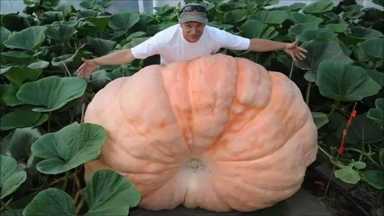 buah buahan aneh di dunia Top 10 Sayuran Terbesar di Dunia Sayuran Raksasa yang Tak buah buahan aneh di dunia Top 10 Sayuran Terbesar di Dunia Sayuran Raksasa yang Tak
