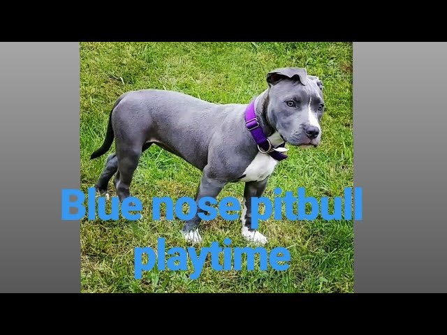 Beware Protected by Pit Bull Terrier with Attitude - Blue Nose