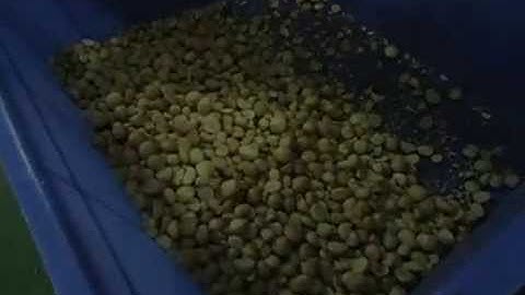 Macadamia nut color sorting machine