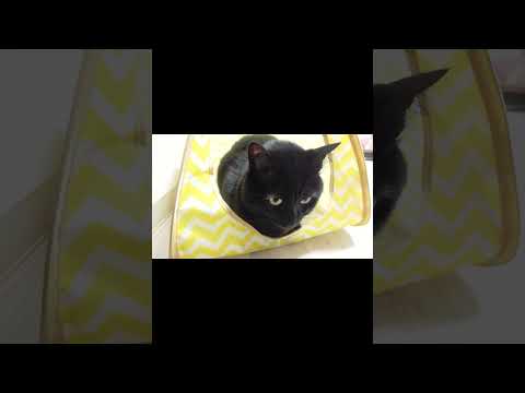 202304Black cat entering the cat tent（キャットテントに入る黒猫）#shorts