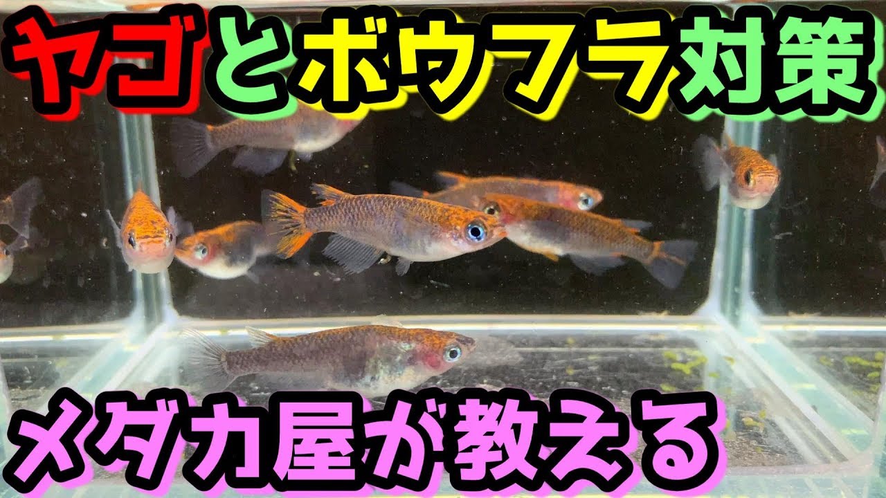 メダカのヤゴ対策とボウフラ対策について 駆除方法と予防策 媛めだか Youtube