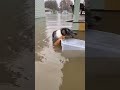 Incredible Rescue: Hero Dog Saves Kitten from Flooded Arkansas Neighborhood #pet #funnypet