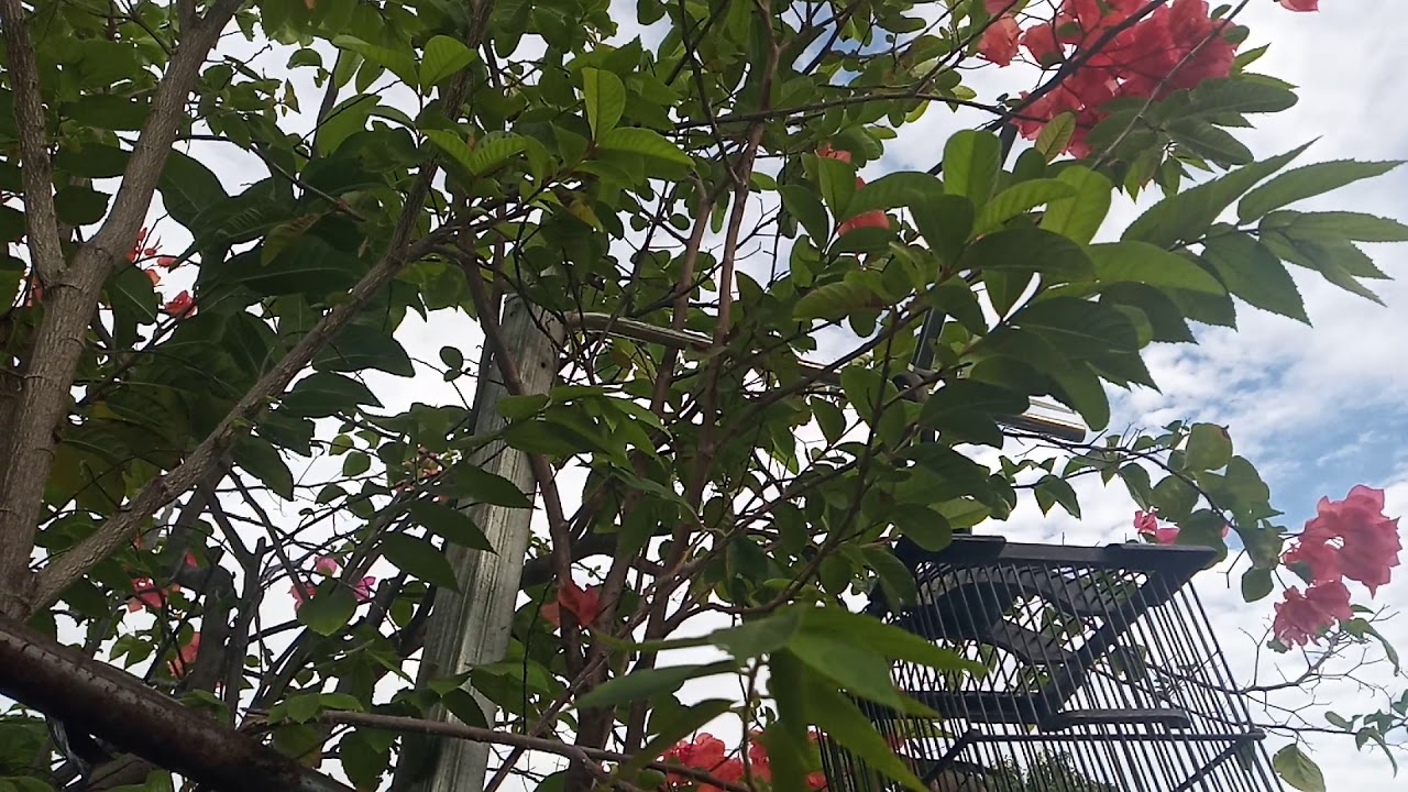 Burung Pleci Sehati... Dilepas Tidak Mau Pergi dari Pasanganya... 