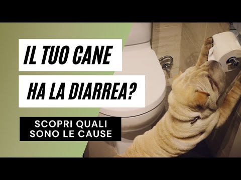 Video: Cos'è la diarrea nei cani?