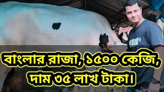 ১৫০০ কেজি ওজনের বাংলার রাজা, দাম ৩৫ লাখ টাকা, বগুড়া। Big Cattle