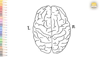 Brain drawing easy | How to draw human Brain simply step by step