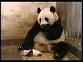 $300 Bucks if you dont laugh PANDA - SLOWMOTION !!REPLAY!!
