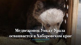 Медвежонок Умка с Урала осваивается в Хабаровском крае