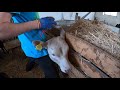 Kolczykowanie cielaków i pierwsze wypuszczenie krów na pastwisko