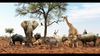cute animals wallpapers||wallpapers for iphone  #wallpaper #animal wallpapers