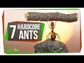 7 Unbelievably Hardcore Ants