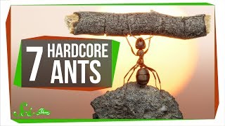 7 Unbelievably Hardcore Ants