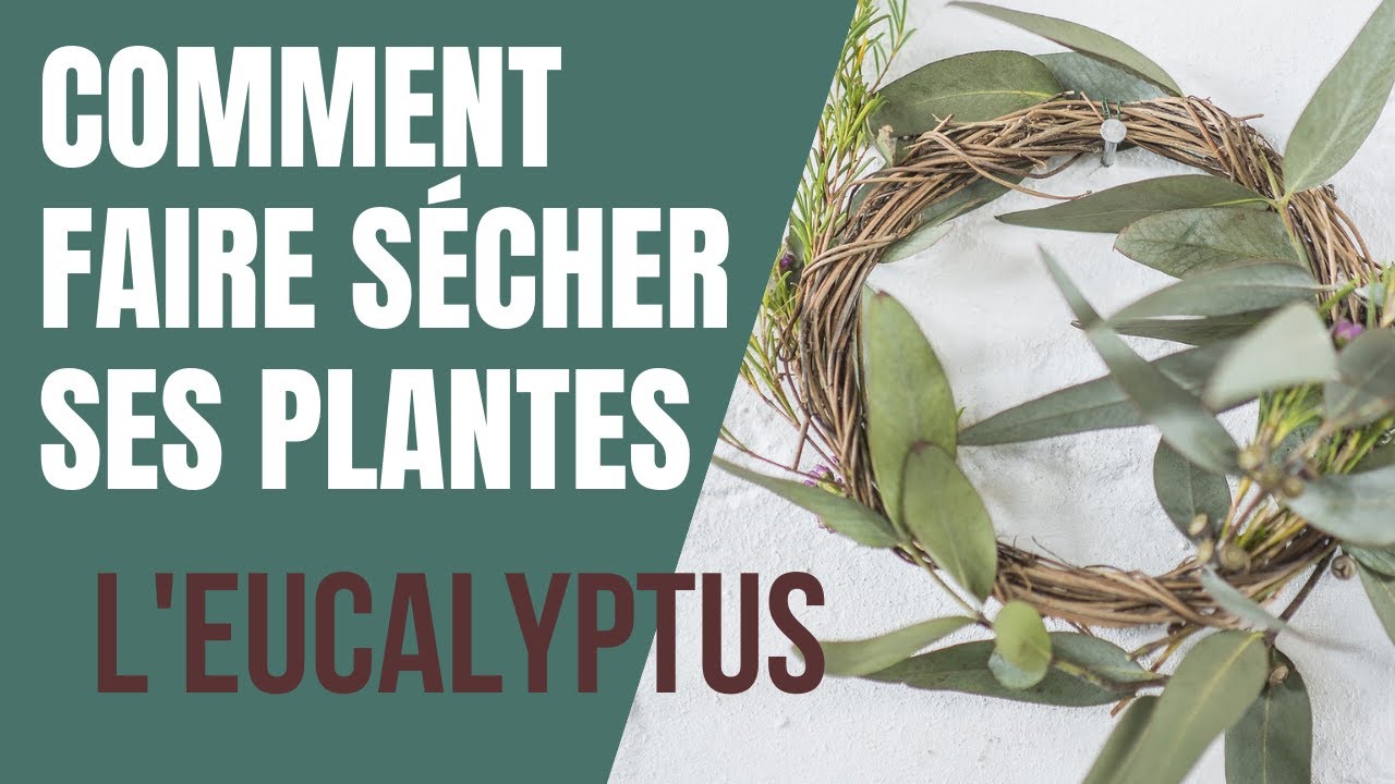 Comment faire sécher ses plantes ? L'eucalyptus 