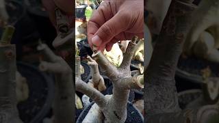 Root Adenium Grafting??? Re-Grafting Again