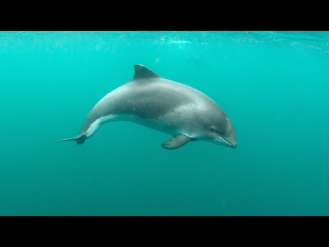 De kleinste walvis van de Noordzee - bruinvis onder water