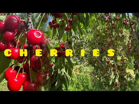 CHERRY PICKING @JaperSniperOfficial @lynofficial2565 @joytheislandgirl5463