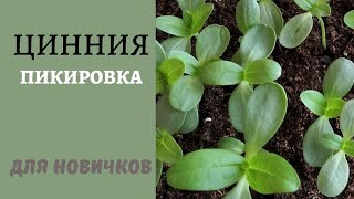 Пикировка циннии. Уход после пересадки. Часть 2.