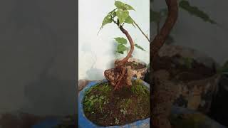 bonsai bodhi/ficusbrelegiosa