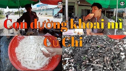 Khoai mì Củ Chi - Con đường khoai mì.
