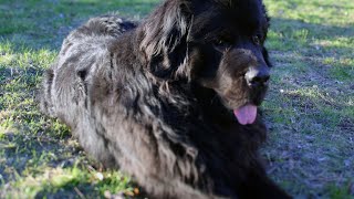How to Train a Newfoundland Dog for Water Rescue Work