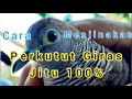 Cara Menjinakkan Perkutut Giras jitu 100% .. Wajib Di Tonton !!!!!!! MANTUL ..