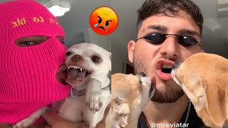 The most Angry and Funny Chihuahua Compilation #3  Of TikTok