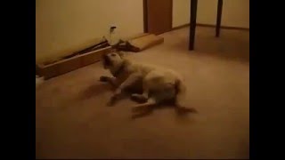 Bad dream dog - dog runs into wall while dreaming