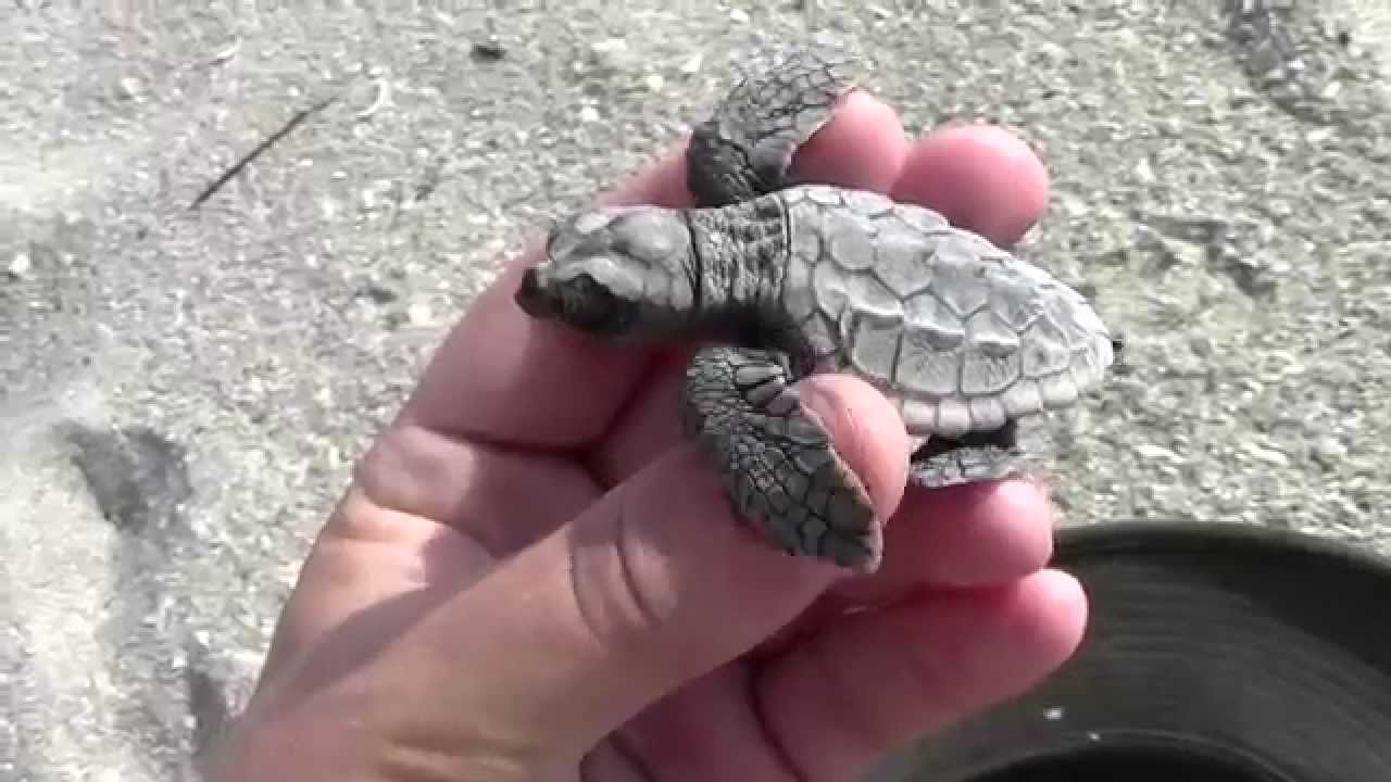 loggerhead sea turtle essay Loggerhead sea turtles questions including what country does the loggerhead sea turtle come from and why are loggerhead shrikes endangered. loggerhead sea turtle essay Loggerhead sea turtles questions including what country does the loggerhead sea turtle come from and why are loggerhead shrikes endangered.