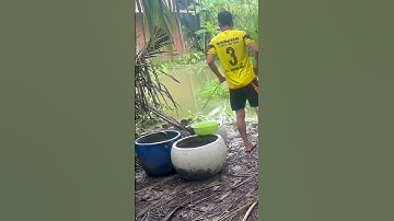 Câu cá rô phi cá lóc cá trê ở ao