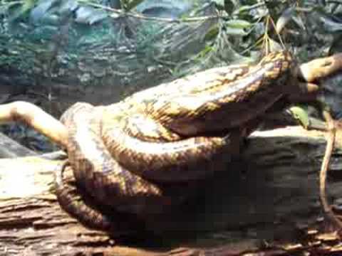 Scrub Python At Australia Zoo