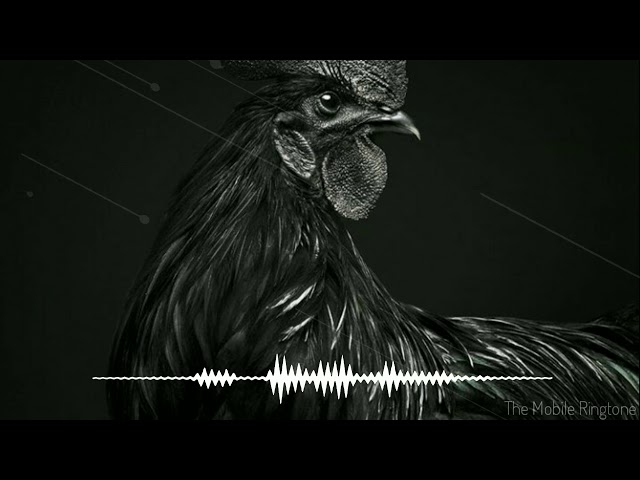 🎼Rooster Sound | Hen  Sound Effect _ by the mobile ringtone class=