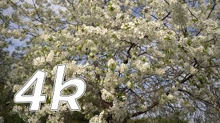 Футаж видео 4к. Красивое цветение вишневого сада.