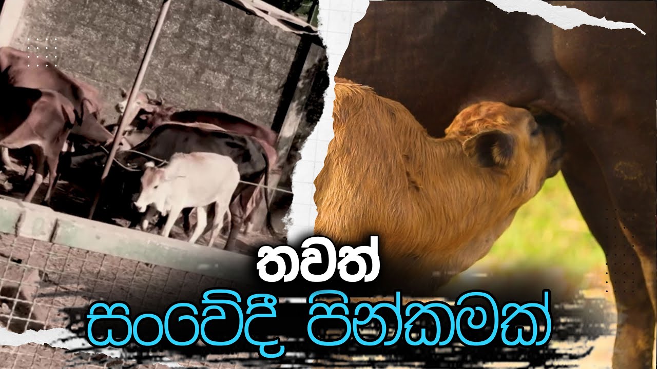 තවත් සංවේදී පින්කමක්...