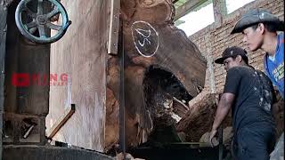 Unbelievable Beauty Inside This Massive Log – Rare & Expensive Look!