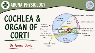 Cochlea & Organ of Cortii| Special Senses Physiology | First year MBBS