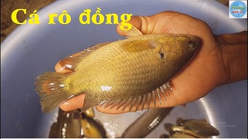 87 | Giăng câu diền bằng mồi trùng mùa nước nổi P1 | Fishing