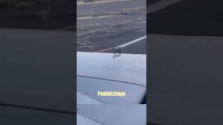 😱GOŁĄB POLECIAŁ SAMOLOTEM😂✈️👨‍✈️