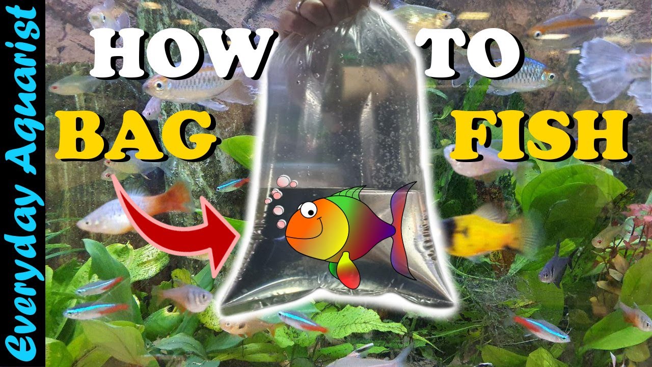 Complete Guide How To BAG AQUARIUM FISH for Transport - YouTube