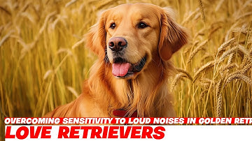 Overcoming Sensitivity to Loud Noises in Golden Retrievers