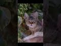Relaxing Cat & Calm Music for Stress Relief 🤍 | 今天過得不容易,先在這裡休息一下