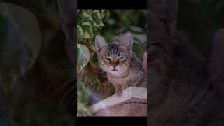 Relaxing Cat &amp; Calm Music for Stress Relief 🤍 | 今天過得不容易，先在這裡休息一下